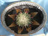 http://amishshop.com/hazel-doc/TheCountryPetImages/catbedlsgrntop.jpg (166975 bytes)